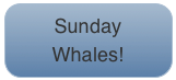 Sunday
Whales!